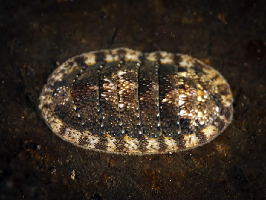 Ischnochiton caliginosus